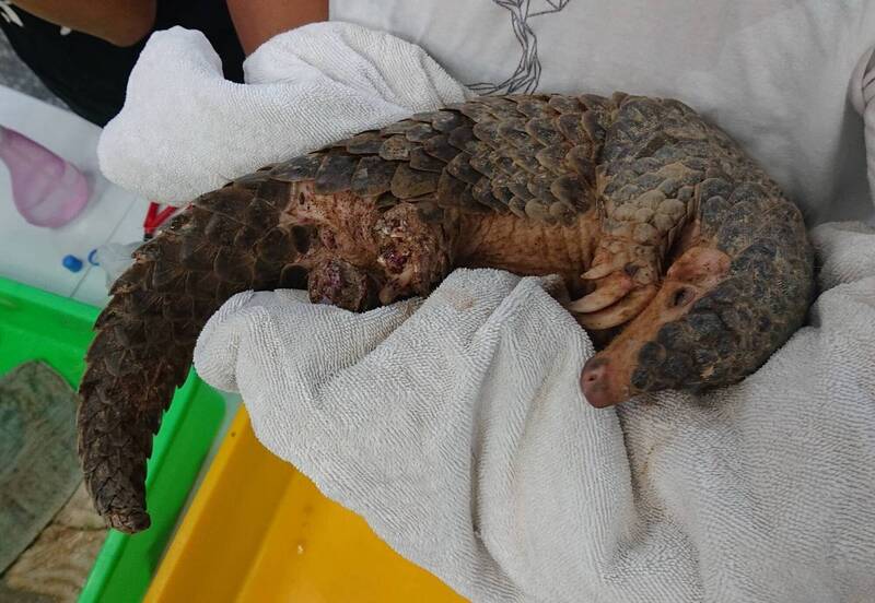 這隻穿山甲後肢雙腳腳掌缺失見骨,獸醫師研判遭動物攻擊,經清創包紮後仍挽回不了小生命。(台南鳥會提供) 這隻穿山甲後肢雙腳腳掌缺失見骨,獸醫師研判遭動物攻擊,經清創包紮後仍挽回不了小生命。(台南鳥會提供)