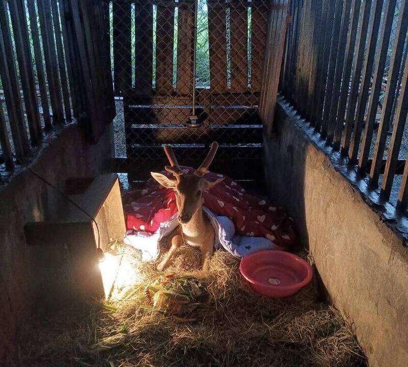 一隻一度被竊卻被嫌不好搬運的公鹿就四肢被綑綁丟棄在暴風雨中，所幸經搶救後身體狀況穩定且回溫。（取自臉書）