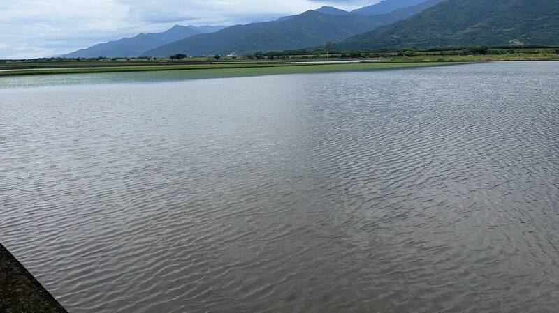 玉里鎮東豐里農田地勢低窪處積水不退已3天，秧苗可能爛根，重新插秧也調不到苗，二期作恐報銷。（玉溪地區農會提供）