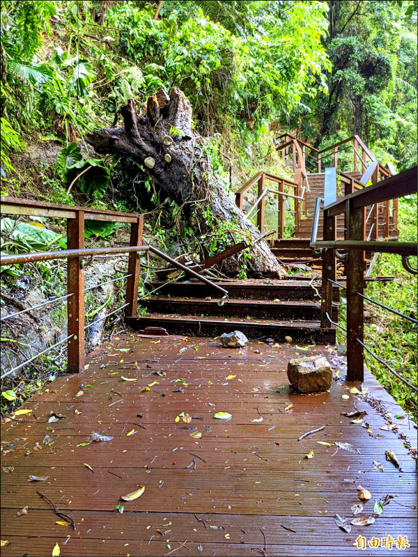 往復興區新溪口吊橋園區的角板山端階梯，因大樹傾倒毀損，將進行結構安全施工，期間暫停開放。（記者李容萍攝）