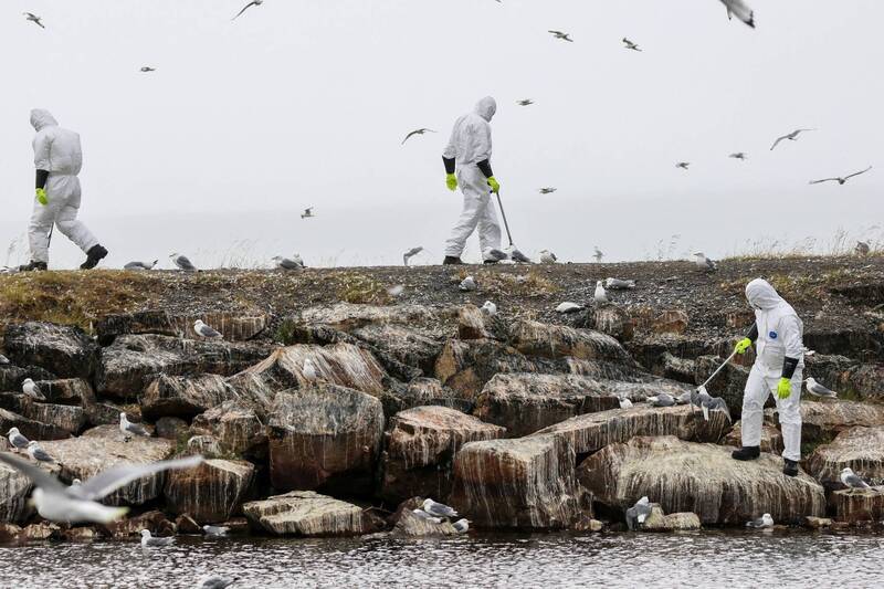 挪威近期禽流感肆虐，当局已发现破万只死去的水鸟、海鸥等，单日死亡就达千例，迫使当局紧急颁布3个自然保护区的旅游禁令。（路透）(photo:LTN)