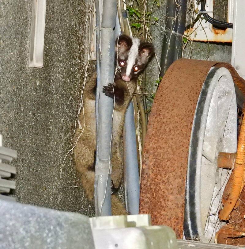 台灣學者研究「城市白鼻心」，探討其如何在高度都市化的地區內生活繁衍與面臨困境，獲選《野生動物管理期刊》今年9月封面故事。此為台大校園內的白鼻心。（莊博鈞提供）