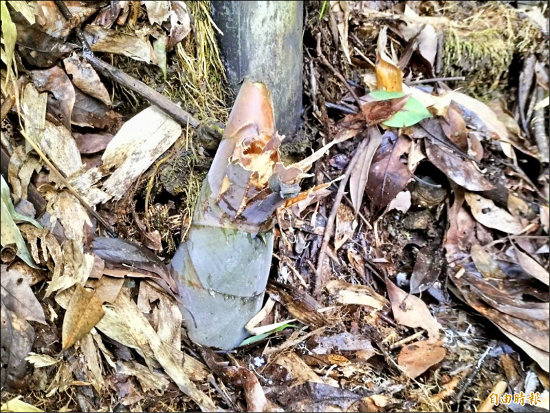 嘉義山區麻竹筍進入產季，台灣獼猴只啃筍尾最嫩處，一整支就報銷了。（記者蔡宗勳攝）