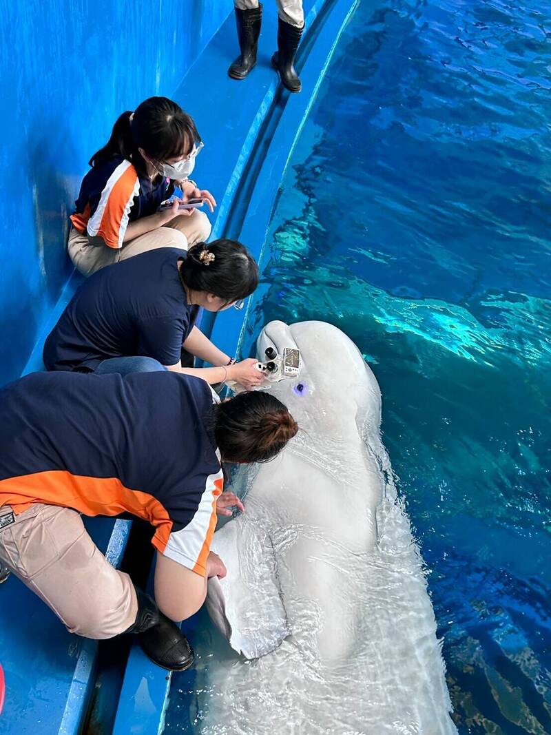 海洋生物「看眼科」畫面超妙 海生館為白鯨、海豹護眼 - 生活 - 自由時報電子報