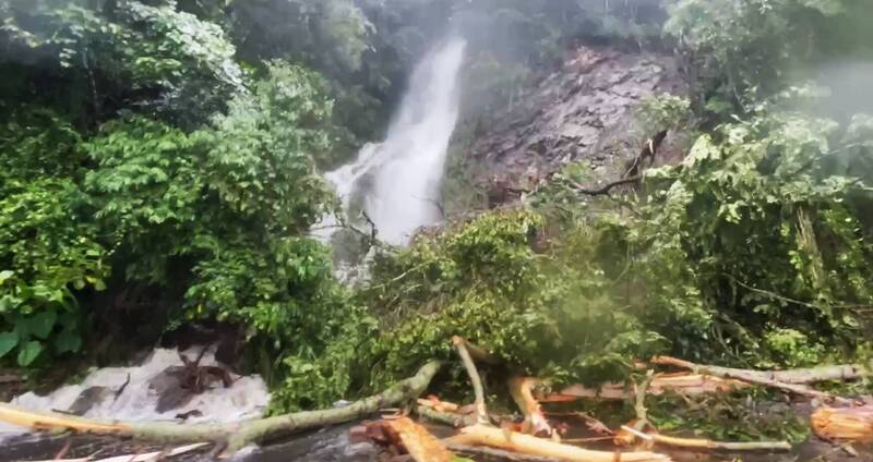 嘉義縣山區降下豪雨，阿里山公路旁可見瀑布和被衝落的樹木。（陳芳宜提供）