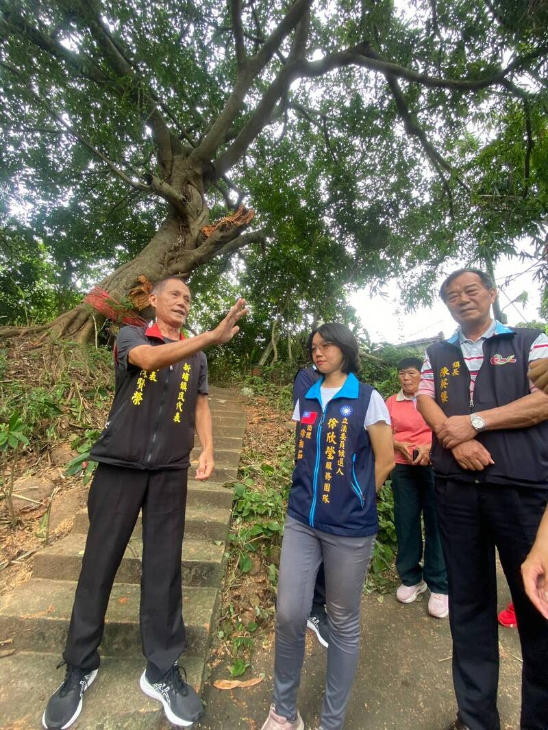 為改善新竹縣新埔鎮日本公園周邊景觀道路，並維護遊客安全，新埔鎮長陳英樓前往日前傾倒斷枝的日本公園百年老榕樹現場勘查。（讀者提供）