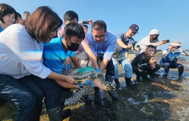 5月6日擱淺在基隆八斗子漁港的小海龜玳瑁，經過3個月的照顧，基隆市政府、與海保署、國立海科館今天下午攜手進行海龜玳瑁野放行動，海龜玳瑁成功游回大海。（基隆市政府提供）