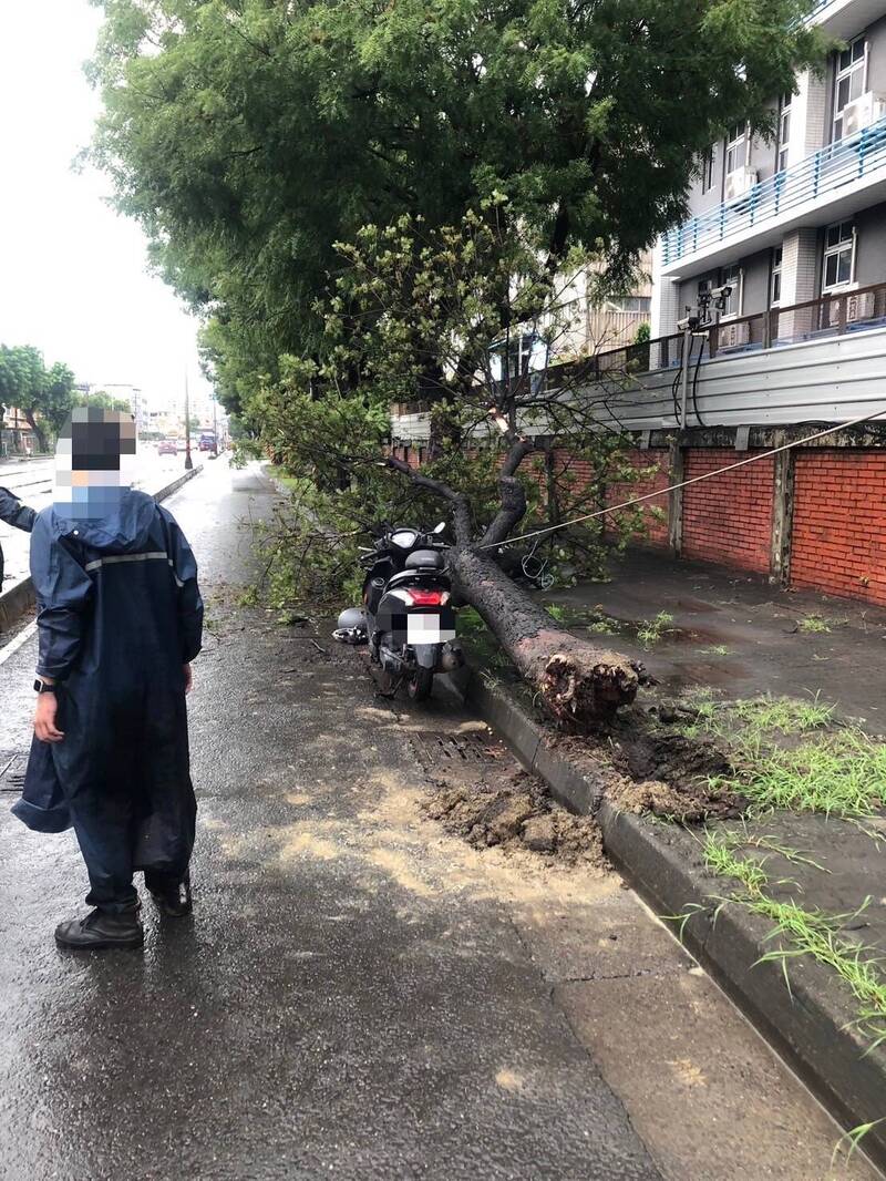 路樹倒塌，機車騎士閃避不及撞上。（民眾提供）