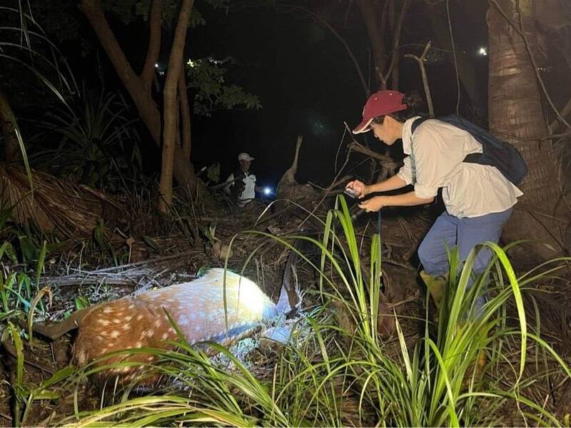 恆春半島野外出現梅花鹿遭斬首。（圖由屏東環盟理事張怡律師提供）