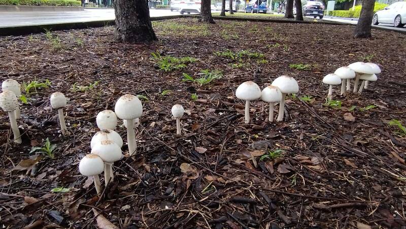 颱風過後，高雄市公園冒出菌菇，公園處提醒，這種「綠褶菇」有毒不可食用。（公園處提供）