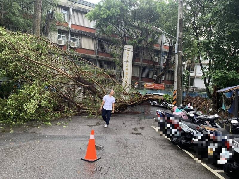 新店大新街上一顆10公尺，今天下午3時許倒塌。（記者陸運鋒翻攝）