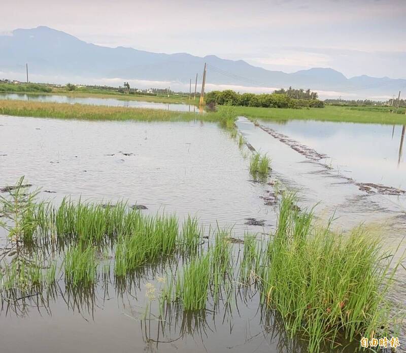 大潭里低窪處農田因大雨積水。（記者陳彥廷攝）