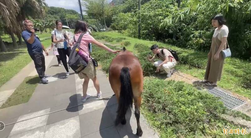 基隆八斗國小的校馬「巧克力」很受歡迎。（記者盧賢秀攝）