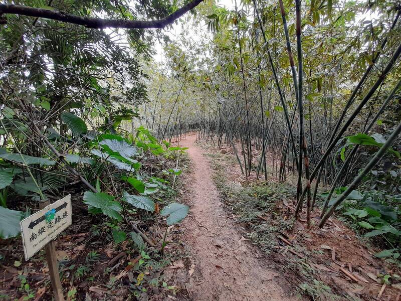 台北大縱走8段路線，今年已逾3000人完成，圖為第6段土地公嶺步道，沿途多是綠竹園，步道多為土徑。（台北市大地工程處提供）