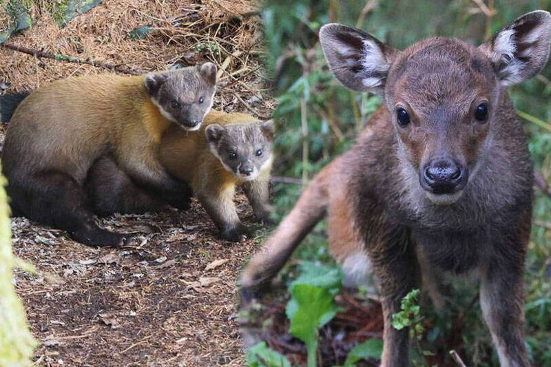 玉山塔塔加夏季新生動物活動頻繁，可見小水鹿蹣跚學步，黃喉貂如「好麻吉」般成雙行動。（玉管處提供，本報合成）