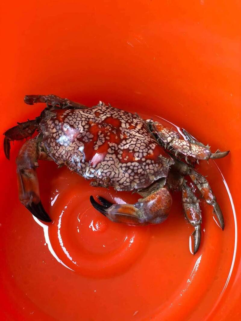湖西漁民捕獲顏色鮮豔怪蟹，上網徵詢是最毒的繡花脊熟若蟹。（民眾提供）
