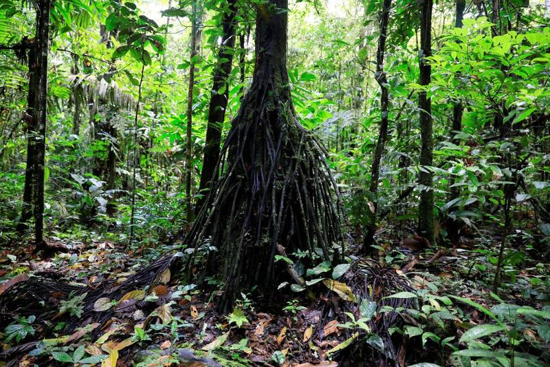 有新研究稱，熱帶雨林葉子的高溫使它們無法進行光合作用。示意圖，與本文無關。（路透）