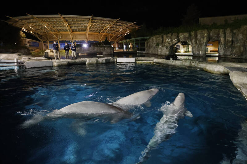 2021年从安大略「海洋公园」卖到美国康乃狄克州「神秘水族馆」的3只白鲸。（美联社档案照）(photo:LTN)