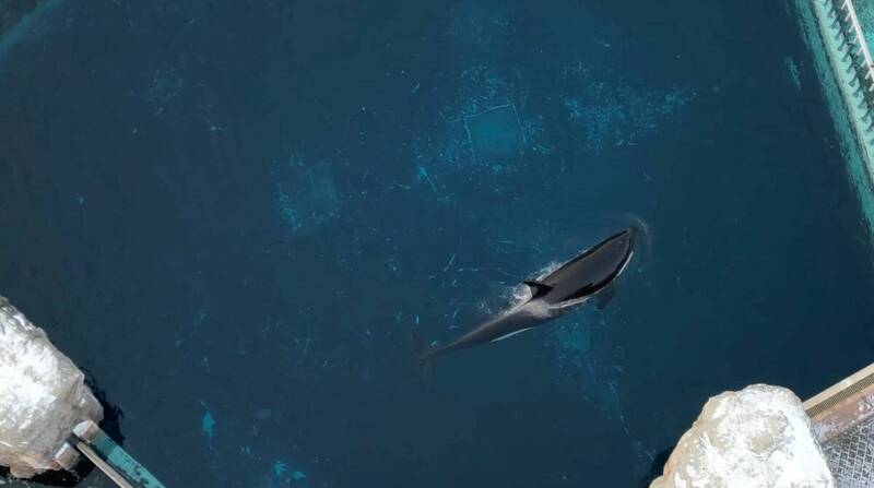 被圈养40多年的虎鲸「基斯卡（Kiska）」今年3月在加拿大安大略省「海洋公园」过世。（路透档案照）(photo:LTN)