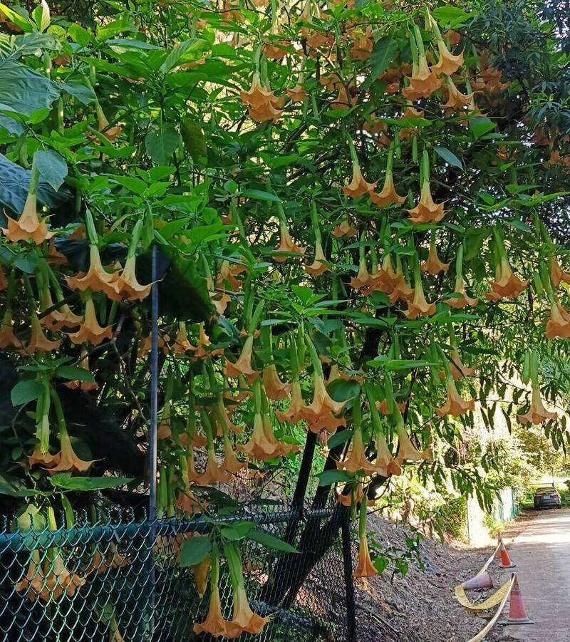 清境農場小瑞士花園停車場附近有片大花曼陀羅盛開，但全株有毒，遊客要小心。（擷自清境農場臉書粉絲頁）