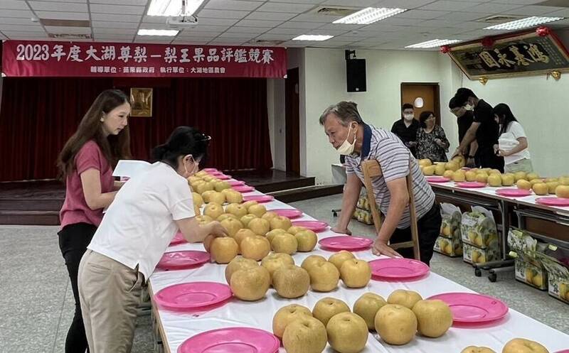 大湖地區農會今天舉辦大湖尊梨評鑑活動。（大湖地區農會提供）