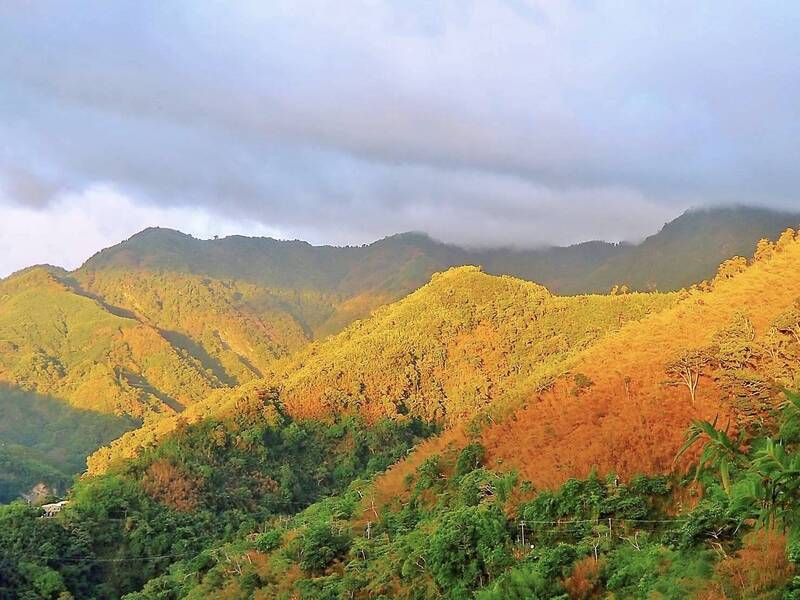 美麗的哀愁!轎篙竹死亡枯萎夕照染紅景致美不勝收 - 生活 - 自由時報電子報