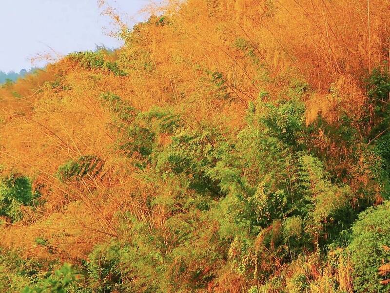 美麗的哀愁!轎篙竹死亡枯萎夕照染紅景致美不勝收 - 生活 - 自由時報電子報