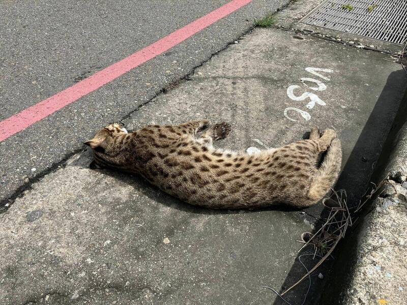 台中烏日一位林姓民眾，今天在高鐵台中站區，發現一隻疑似被撞死的保育類公石虎，民眾得知都覺得很可惜。（林姓民眾提供）