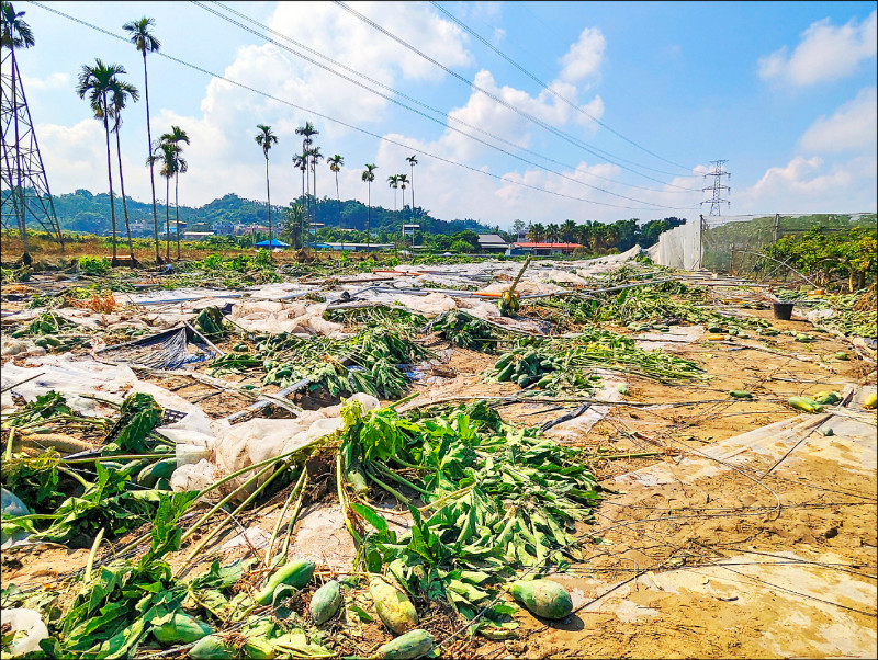 中埔鄉果農本週原可採收的木瓜，一場豪雨心血全泡湯。（記者王善嬿攝）