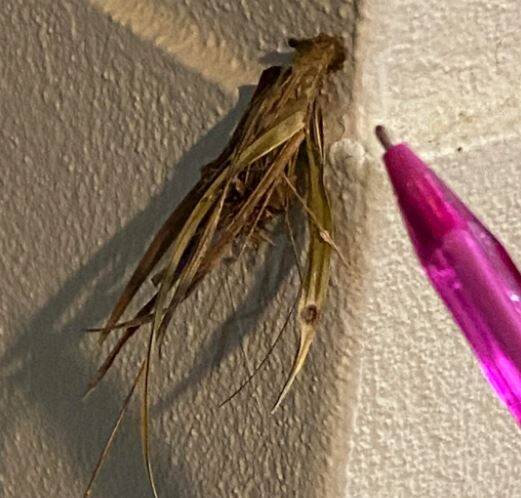 澳洲一名男子以為家中牆壁離奇長出葉子，仔細一看竟然會動，有網友解答表示牠是「箱蛾幼蟲」。（擷自reddit）
