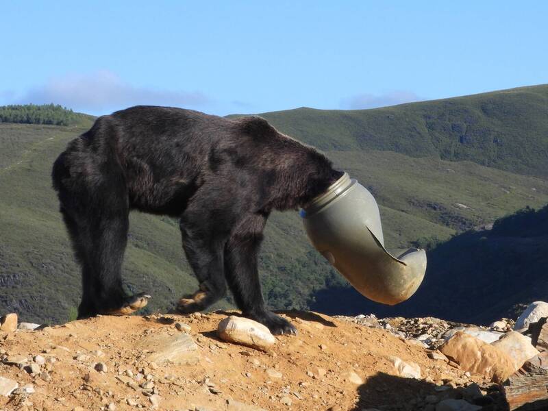 当地民众在散步时发现一只被塑胶桶所困住的棕熊在原地打转，立即通报棕熊基金会。（撷自Fundación Oso Pardo脸书）(photo:LTN)