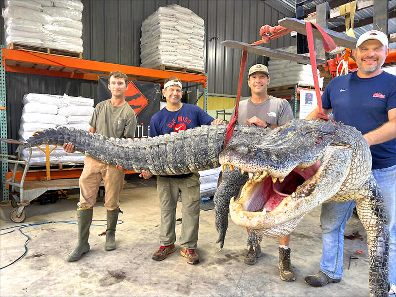 密西西比州4名居民近日在當地向日葵河捕獲巨大短吻鱷，重約364公斤，長度約4.3公尺，成為該州有紀錄以來最長的鱷魚。（美聯社）