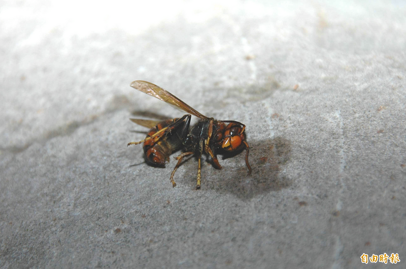 新北市動保處認定是瑞芳螫山友的是黃腳虎頭蜂。（資料照）