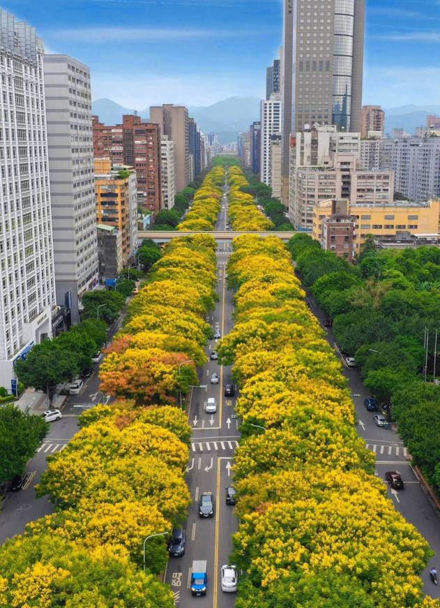 台北市敦化南路上的台灣欒樹，開滿穗黃花朵，秋陽下，金光燦燦。（台北市公園路燈工程管理處提供）