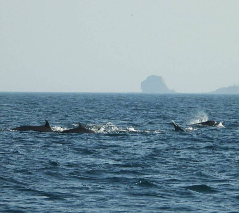 澎湖今年入秋以來，南海首見海豚集體出現驚喜畫面。（澎湖海洋志工隊提供）