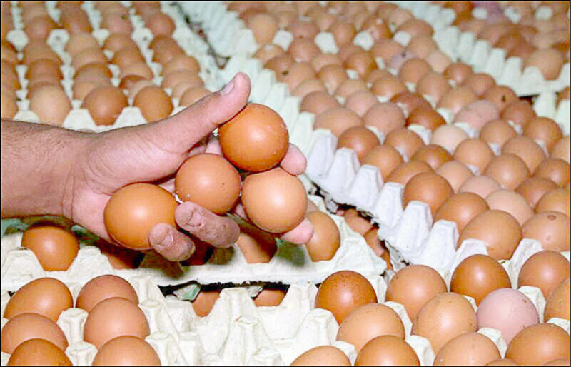 蛋農提醒國人，勿把進口蛋污名化，否則今年冬天恐再缺蛋。（資料照）