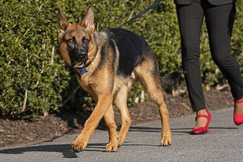 拜登飼養的牧羊犬「指揮官」曾有多次傷人記錄，週一晚間又咬傷一名特勤局人員。（美聯社）