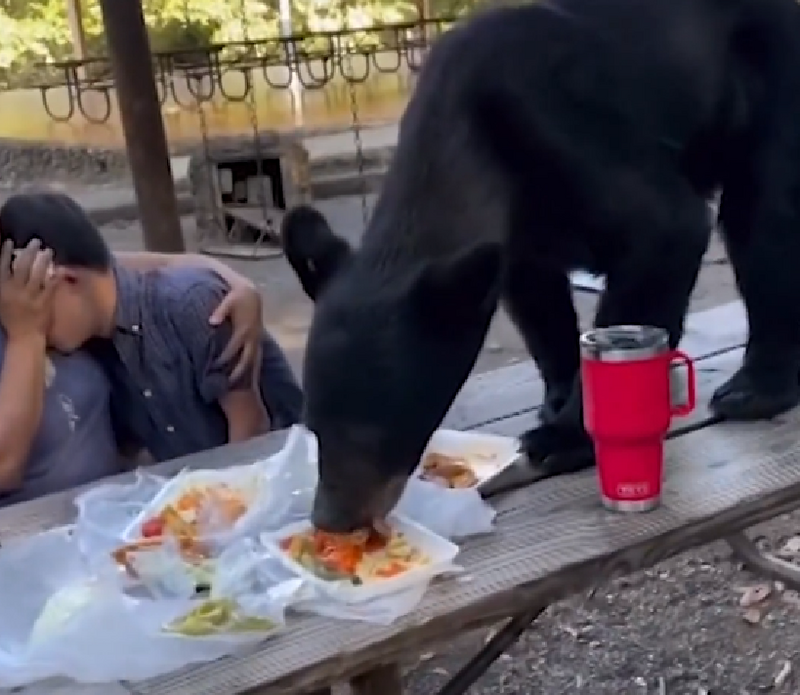 黑熊闖入狼吞虎嚥地吃掉生日大餐。（圖擷取自X影片）