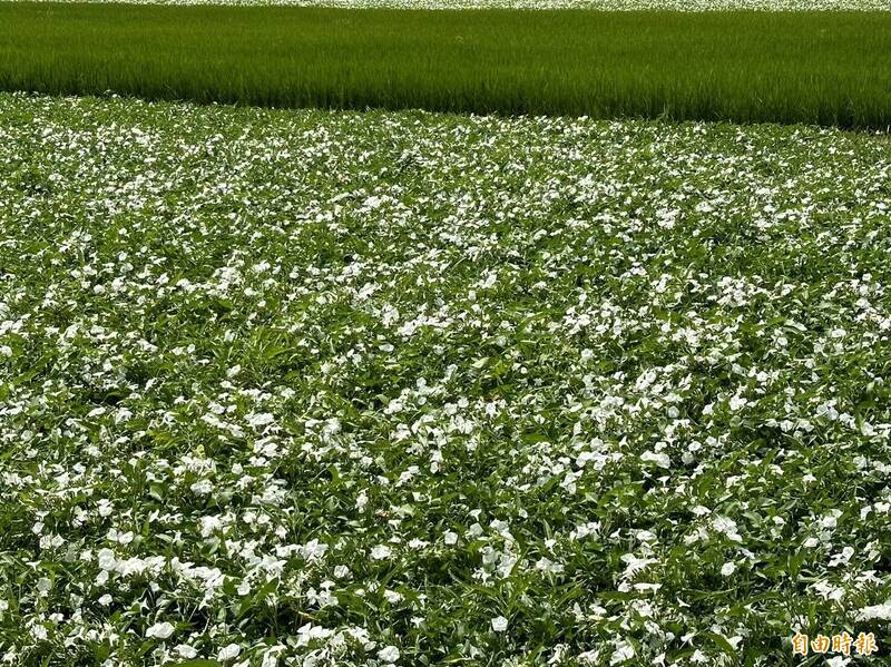 嘉義縣空心菜白色花海呈現「10月雪」美景。（記者蔡宗勳攝）