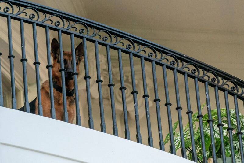美国第一狗「指挥官」最后一次出现是在当地时间上週六（9月30日），当时是在白宫的上层阳台。（路透）(photo:LTN)