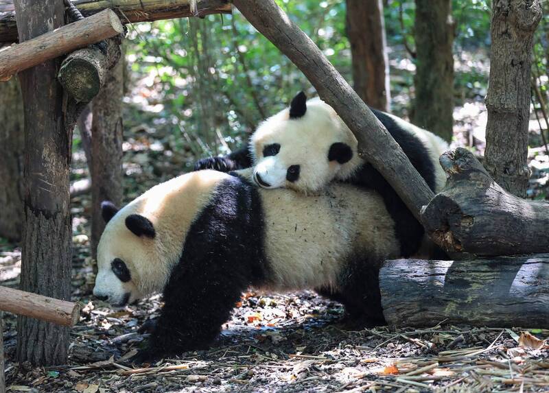 中国49岁男子参观成都大熊猫繁育研究基地园区，突然向场内熊猫投餵苹果，园方决定永久禁止该名游客入园参观。示意图，图与新闻事件无关。（法新社）(photo:LTN)