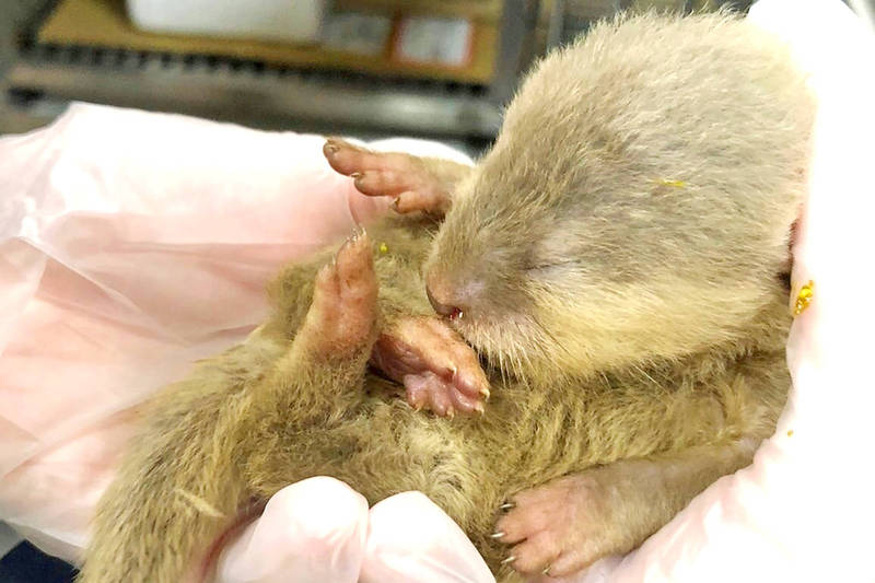 A newborn otter that was seized after being smuggled into Taiwan in carry-on airline luggage is pictured in a photograph released yesterday.
Photo courtesy of the Animal and Plant Health Inspection Agency’s Taoyuan branch via CNA