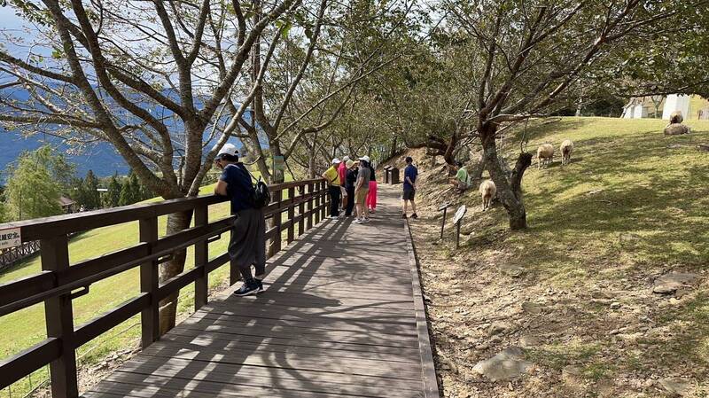 小犬颱風遠離，仁愛鄉清境農場今天已正常開園。（清境農場提供）