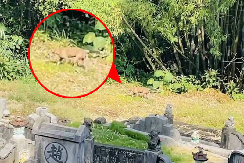 嘉義縣家畜疾病防治所昨天接獲奇特救援案件，有流浪犬在水上鄉中和村一處公墓疑似交配逾16小時，為避免「精盡狗亡」，家畜防治所人員趕往救援。（嘉縣家畜疾病防治所提供；本報合成）