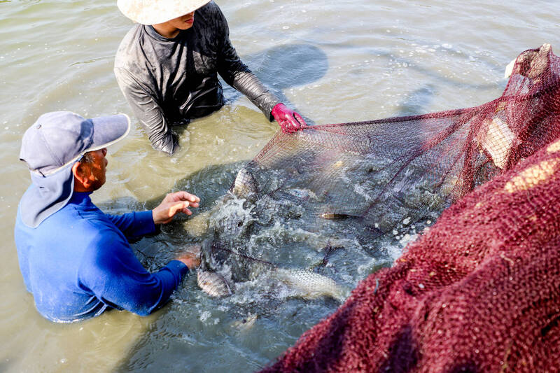 嘉義縣鹿草鄉鹿東社區睽違2年，今天重新舉辦涸魚文化季。（嘉義縣政府提供）