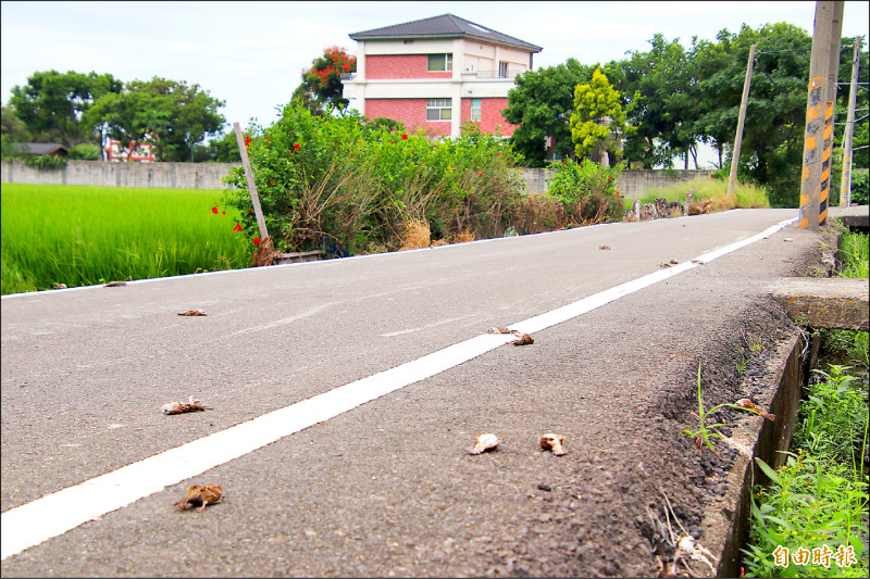 竹北一農田旁 逾70隻麻雀暴斃
