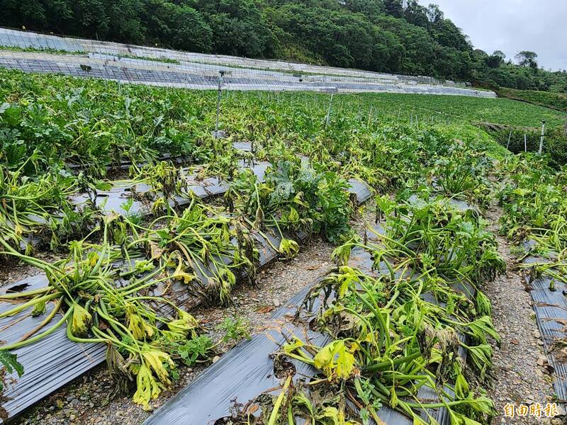 卡努風災過後已逾2個半月，仁愛鄉農民怨現金救助仍未發放。（資料照）