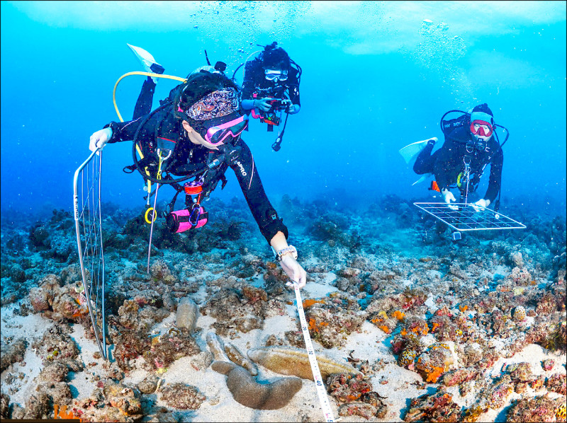 綠色和平2023年8月實地走訪小琉球，並以穿越線法於水下10公尺執行定量觀察與底質監測，圖為調查員執行任務。（綠色和平提供）