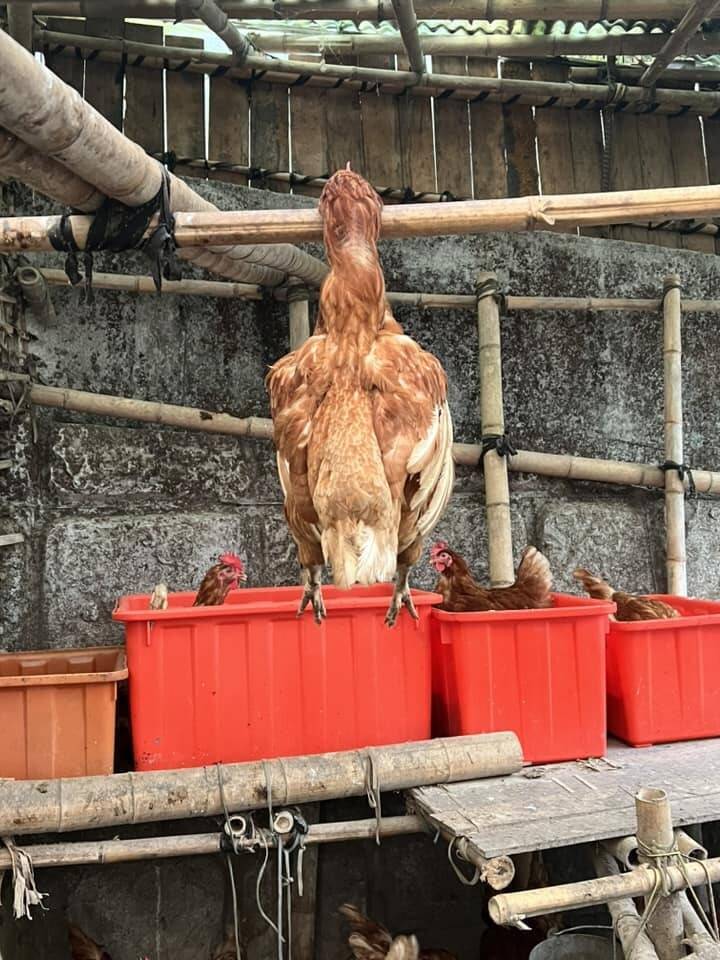 南投有民眾飼養蛋雞，卻出現雞隻吊掛竹竿死亡的詭異情況。（陳姓民眾提供）