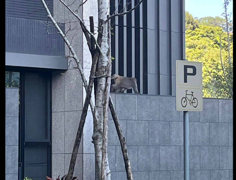 台北市文山區辛亥路四段二○九巷附近，有民眾目擊一隻獼猴爬上豪宅大樓圍牆。（翻攝臉書木柵社團）